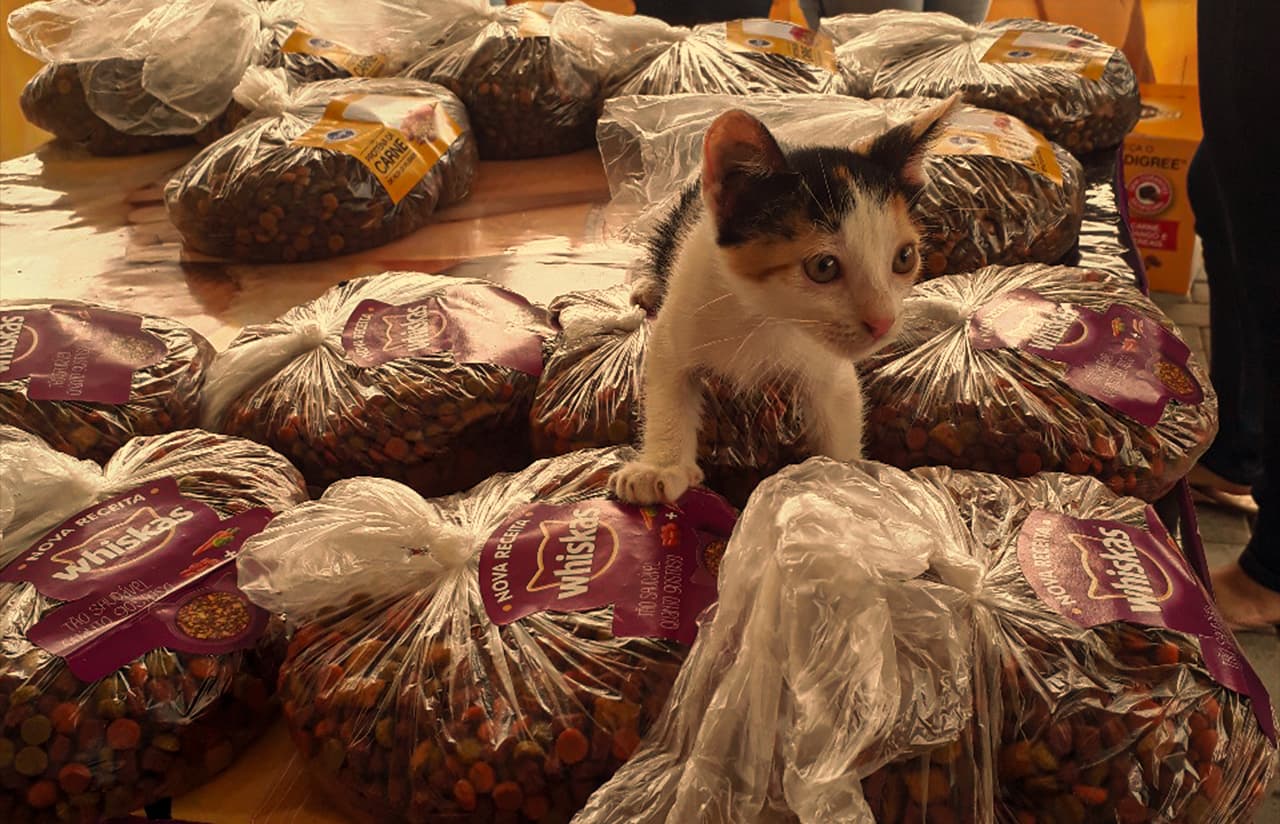 Feirinha de Adoção de Animais